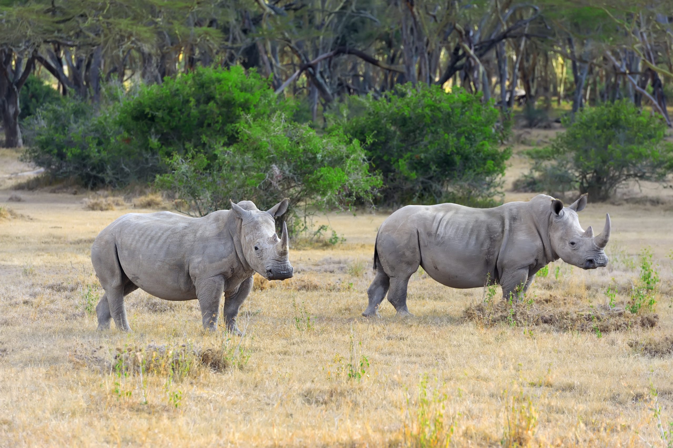 ubombo-nature-reserve-umkhuze-inn